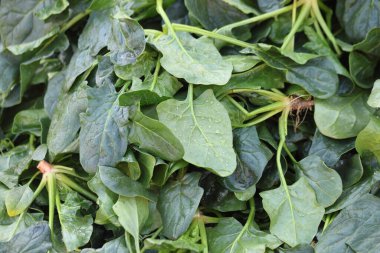 Markette satılan bir yığın ıspanak.