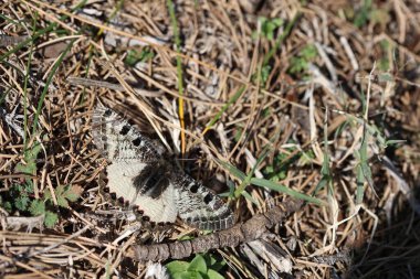 A False Apollo (Archon apollinus) butterfly with its wings fully extended open clipart