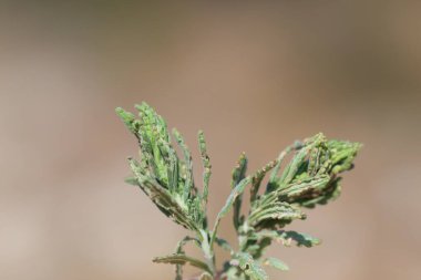 Teucrium poliumunun dalları (felty Germander) bitkisi 