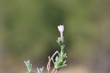 Lithodora hispidula, Boraginaceae familyasından bir bitki türü. Yaygın isimler arasında Lithodora, Tüylü Unutma beni.