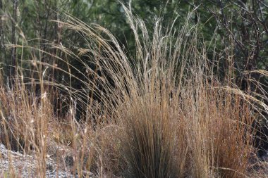 Yol kenarındaki sazlıklar (Hyparrhenia hirta)