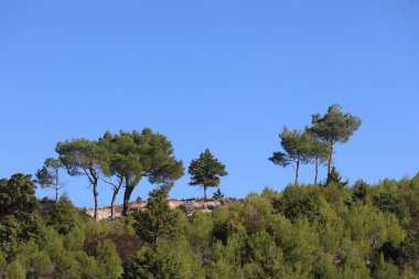 Açık mavi gökyüzüne karşı kurulmuş bir çam ormanının yer aldığı güzel bir manzara.