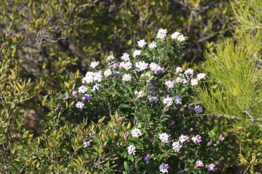 Daphne Sericea mor çiçekli çalılık bir bitkidir.
