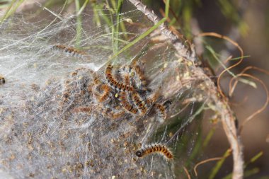 Çam güvesi (Thaumetopoea pityokamppa) ve çam ağacındaki koza