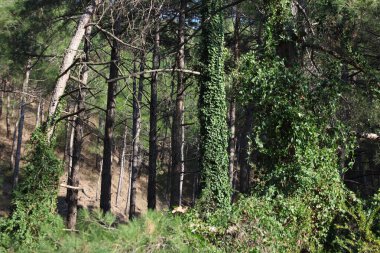 Yoğun bir çam ormanında sarmaşıkla kaplı çam ağaçları.