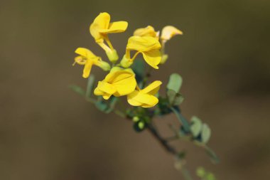 close up of Scorpion Senna (Hippocrepis emerus) flower clipart