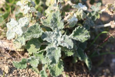 Marrubium vulgare (beyaz horehound veya yaygın horehound), nane familyasından bir çiçek bitkisidir.