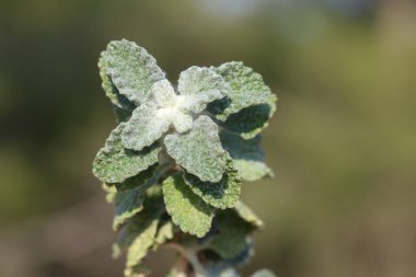 Marrubium vulgare (white horehound or common horehound) is a flowering plant in the mint family clipart