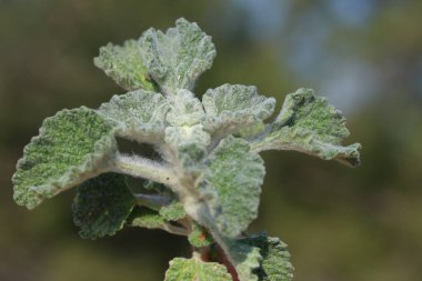 Marrubium vulgare (beyaz horehound veya yaygın horehound), nane familyasından bir çiçek bitkisidir.