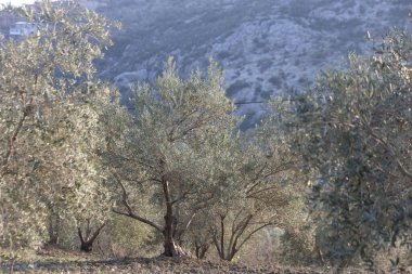 Zeytin ağacında sıra sıra dizilmiş.