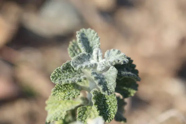 Marrubium vulgare (beyaz horehound veya yaygın horehound), nane familyasından bir çiçek bitkisidir.