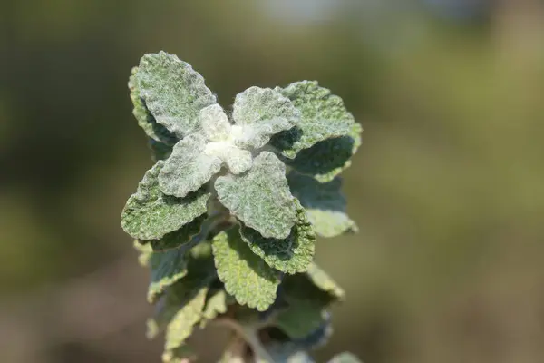 Marrubium vulgare (beyaz horehound veya yaygın horehound), nane familyasından bir çiçek bitkisidir.
