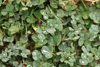 close - up view of Oxalis pes-caprae background after rain clipart