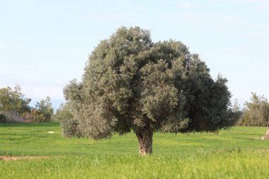Buğday tarlasının ortasında yaşlı bir zeytin ağacı.