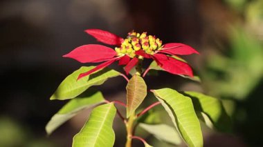 Hoverfly, Latince adı Syrphus ribesii, Euphorbia pulcherrima (Meksika Ateş Yaprağı)