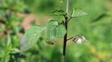 Doğadaki Solanum sp bitkisi