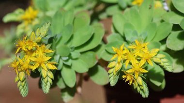 Bahçedeki sedum palmeri çiçekleri