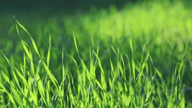 Yeşiller yemyeşil çimenler parlak bir zemin oluşturuyor.