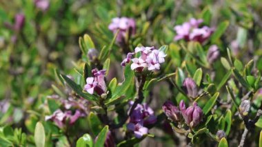 Daphne Sericea mor çiçekli çalılık bir bitkidir.