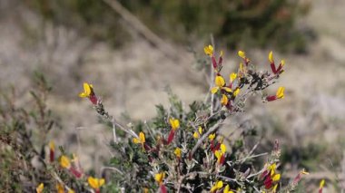Cytisopsis pseudocytisus küçük bir dal çalısıdır.