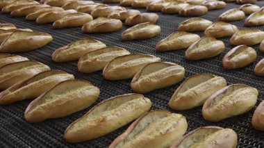 Endüstriyel fırından yeni çıkmış ekmek somunları.