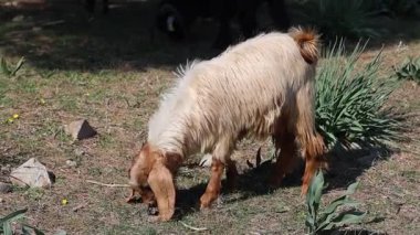 Tarlada otlayan bir keçi.