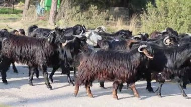 Siyah erkek keçiler otlağa gidiyor.