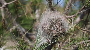 Çam güvesi (Thaumetopoea pityokamppa) ve çam ağacındaki koza