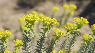 Euphorbia Rigida 'nın sarı çiçekleri aynı zamanda sincap gübresi olarak da bilinir.