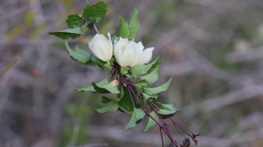Clematis sirozu (Evergreen Traveller 's Joy) kışın bitkisi