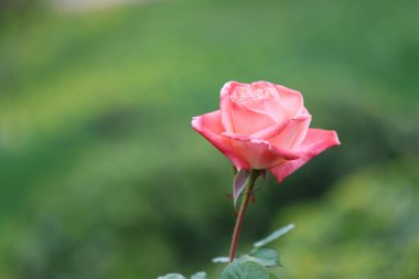 Yumuşak, bulanık yeşil bir arka plana serilmiş çarpıcı pembe bir gül.