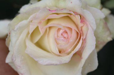 Beyaz bir gülün üst görüntüsünü kapat