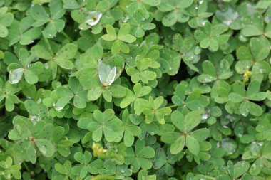 Yağmurdan sonra Oxalis pes-caprae arkaplanının yakın görüntüsü