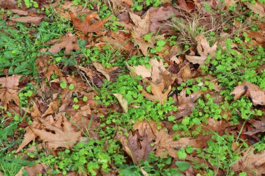 Sonbahar yaprakları yerde.