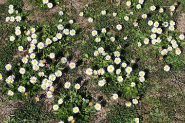 Tarladaki papatya çiçeklerini kapatın.
