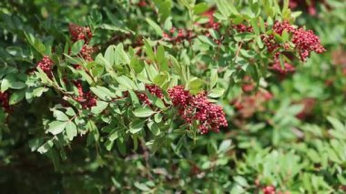 Schinus terebinthifolius raddi 'nin kırmızı dutlu dalı