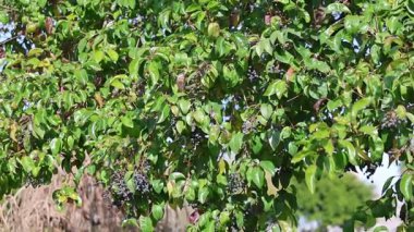 Kara dutlu balmumu yaprağı mahrem yeri (Ligustrum japonicum)