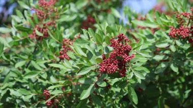 Schinus terebinthifolius raddi 'nin kırmızı dutlu dalı