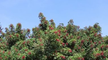 Schinus terebinthifolius raddi 'nin kırmızı dutlu dalı