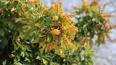 Bir şehir parkında Heptapleurum arboricola (Cüce şemsiye ağacı) meyveleri