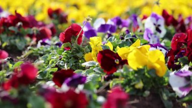 Parkta güzel bir şekilde düzenlenmiş canlı bir çiçek tarhı (Viola wittrockiana)