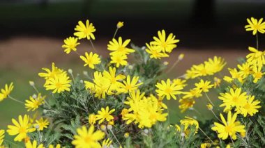 Gri yapraklı avrupların çiçekleri (Euryops pectinatus)