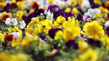 Parkta güzel bir şekilde düzenlenmiş canlı bir çiçek tarhı (Viola wittrockiana)