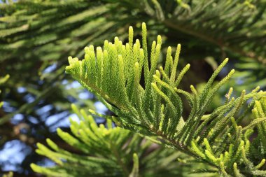 close up of branch of Araucaria heterophylla, also know as norfolk island pine clipart