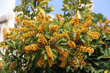 Berries of Heptapleurum arboricola  (Dwarf umbrella-tree) in a city park clipart