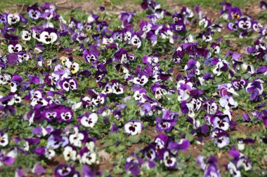 Beyaz ve mor bahçe hanım evlatları, iki renkli güzelliklerini gösteriyorlar.