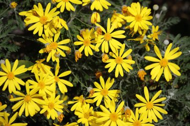 Gri yapraklı avrupların çiçekleri (Euryops pectinatus) 