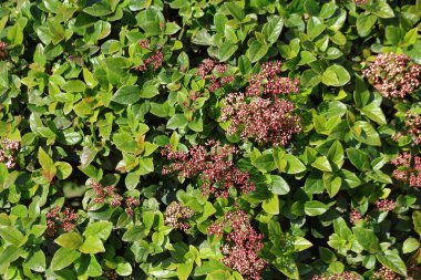 Laurestine bush (viburnum tinus) in a park clipart