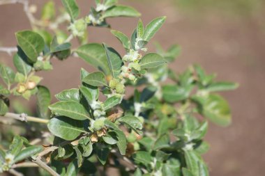 Withania somnifera, Solanaceae 'de yemyeşil bir çalıdır.