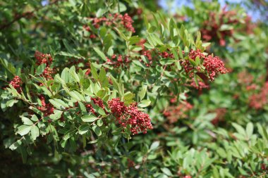 Schinus terebinthifolius raddi 'nin kırmızı dutlu dalı